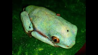 Agalychnis callidryas 8 weeks Amazonian Red Eyes Tree Frog [upl. by Woehick]