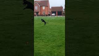 Jumping Spaniel shortvideo spaniel shortsvideo shorts short viralvideo viralshorts puppy [upl. by Rebor]