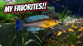 Fish Room Tour My Top 5 Favorite Tanks 2022 [upl. by Bac]