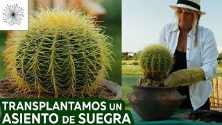 Trasplantamos un cactus Asiento de Suegra o Echinocactus grusonii a una maceta [upl. by Millwater]