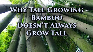 How Bamboo Grows More info in Description [upl. by Notnert]