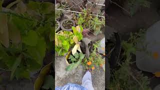 Plant Care Tips  Paudho Mai kitni baar Pani dena chahiye shorts garden plants [upl. by Presber]