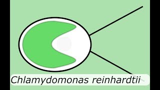 Swimming algae  Chlamydomonas reinhardtii [upl. by Eicyaj]