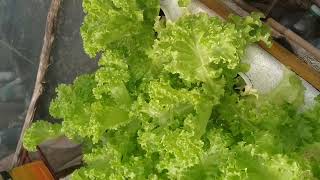 checkout my Hydroponically grown lettuc [upl. by Aniteb]