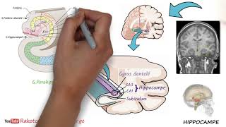 ANATOMIE DU CERVEAU  2è Partie  Cortex cérébral  V  Lobe limbique [upl. by Cari]