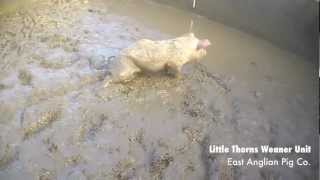 Filth  East Anglian Pig Co [upl. by Goss]