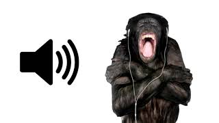 1 HOUR of Monkey Screaming [upl. by Blackington]