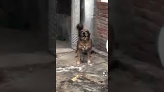 kashmiri bakrwal dog 💯🔥animals [upl. by Kazim]