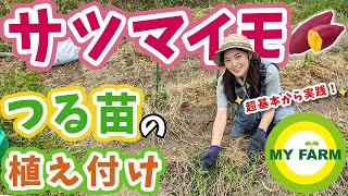 【サツマイモ】苗の植え付けを超基本から畑で実践！大事なポイントも押さえます│モリミサと学ぶ有機栽培 [upl. by Attenor]