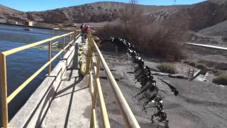 Chuquicamata Pond Dredging [upl. by Atiuqad883]