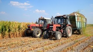 Silózás 2013 Zetor 16145 Fortschritt E281 T150K MTZ [upl. by Emsoc]