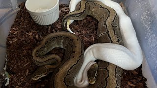 Breeding Ball Pythons As a Business amp Setting Goals [upl. by Oxford]