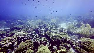 Bonaire  Scuba Diving  Karpata and House Reef  4k [upl. by Nivets]