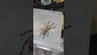 Rehousing my Poecilotheria regalis Tarantula tarantula pregalis oldworld tarantulas spiders [upl. by Aiuqram]