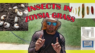 Pest In Zoysia Grass  How to Identify and Treat for Insects in Zoysia Turf [upl. by Paterson]