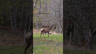 Reindeer in the garden christmasiscoming stag explore nature wildscotland home [upl. by Relyhs]