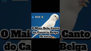 Canário Belga Canário do Reino Passaro [upl. by Avle]