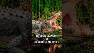 Tiburón Blanco🦈 vs Cocodrilo🐊  battle tiburón cocodrilo [upl. by Shaeffer]