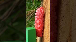 ASMR Crushed Snail Eggs  When you do this you are helping nature satisfying relaxing shorts [upl. by Goldwin239]