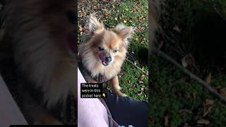 Chihuahuas tiny dogs who demand treats no matter what is happening cutiepie needypet lovemydog [upl. by Toy]