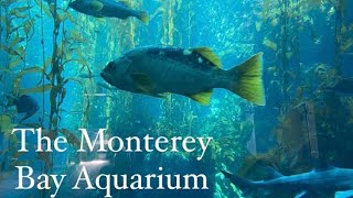 The Monterey Bay Aquarium — Cannery Row [upl. by Mulcahy]