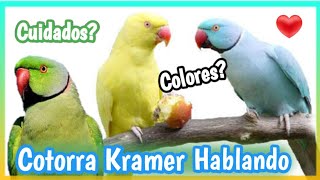 Cotorro de Kramer Hablando y Cantando 🐦  Cuidados colores Alimentacion hembra y macho❓ [upl. by Reckford]