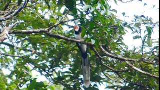 Malkoha Sri Lanka Red Faced 122 [upl. by Furlong975]