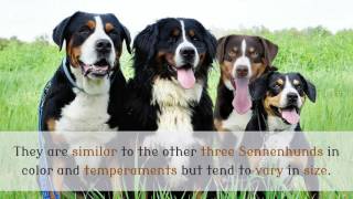 11 Things You Should Know About Entlebucher Mountain Dog [upl. by Meesak]