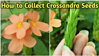 How to Collect Crossandra Seedsक्रोससेंड्रा के भीज कैसे इकट्टा करे Abolikanakambram plant [upl. by Ellesirg761]