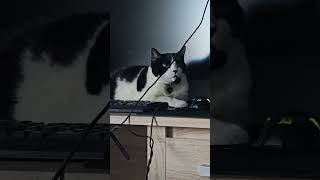 orelie orelielachatte cat chat minou stevegaara rap music hiphop freestyle dubstep [upl. by Nauwtna]