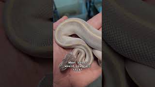 reptiles pets animals shortvideo reels shorts snakes ballpython lizard snake purple [upl. by Notlim]