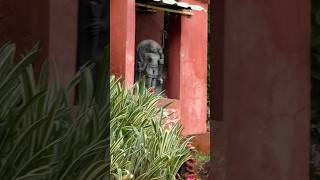 Vijayawada kanakadurga temple view minivlog asworld viralshort [upl. by Breskin]