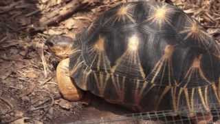 What is a Radiated Tortoise [upl. by Anwahsal]