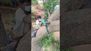 Sabarinathan tree cutter pattukkottai [upl. by Letniuq187]