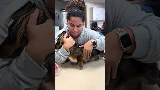 Clinical Skill 3 Canine Sternal Recumbency amp Cephalic Venipuncture Restraint [upl. by Chancellor94]