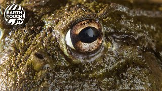 Giant African bullfrogs awaken to feed  Incredible Frogs [upl. by Ekeiram]