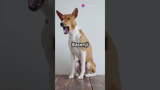 10 Random Facts About Dogs You Didnt Know [upl. by Pat]