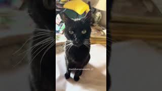 Catexe broken 🤣🤣funnyvideo cat funnypetschannel funnypetsmoments catvideos [upl. by Caraviello675]