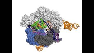 CRISPR–Cas9 Structures and Mechanisms Supplemental Video 2 [upl. by Notsla401]