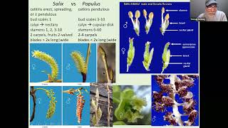 Salix Willow Identification [upl. by Cassie]