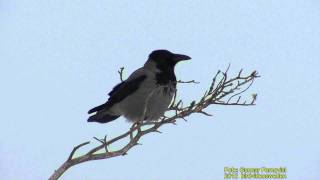 KRÅKA Hooded Crow Corvus cornix Klipp  535 S  9 [upl. by Sparks]