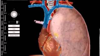 ascending thoracic aorta and pulmonary trunk DR SAMEH GHAZY [upl. by Annai]