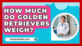 How Much Do Golden Retrievers Weigh  PetGuide360com [upl. by Niwrek]