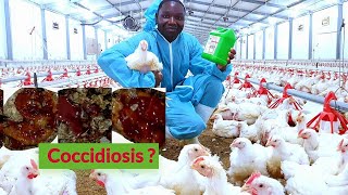 Coccidiosis in Chickens How to Manage or Treat Coccidiosis [upl. by Winonah225]