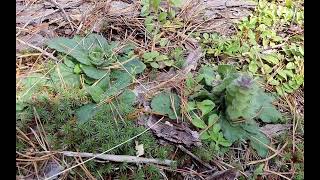 Ajuga pyramidalis  pyramidal bugle  zběhovec jehlancovitý  240920 [upl. by Hnim86]