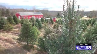 My Maine Gardens Christmas Tree Planting [upl. by Alessig657]