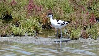 Avocette élégante [upl. by Kata]