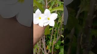 All time flowering plants garden viralvideo houseplants [upl. by Cj896]