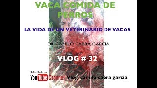 VACA COMIDA POR PERROS vlog  32 [upl. by Shapiro]