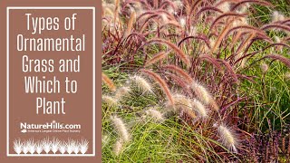 Types of Ornamental Grass and Which to Plant  NatureHillscom [upl. by Nwahsal]